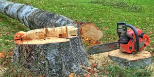 Reliable Ambridge, PA Tree Care Solutions