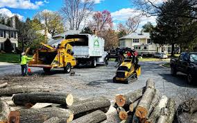 How Our Tree Care Process Works  in  Ambridge, PA